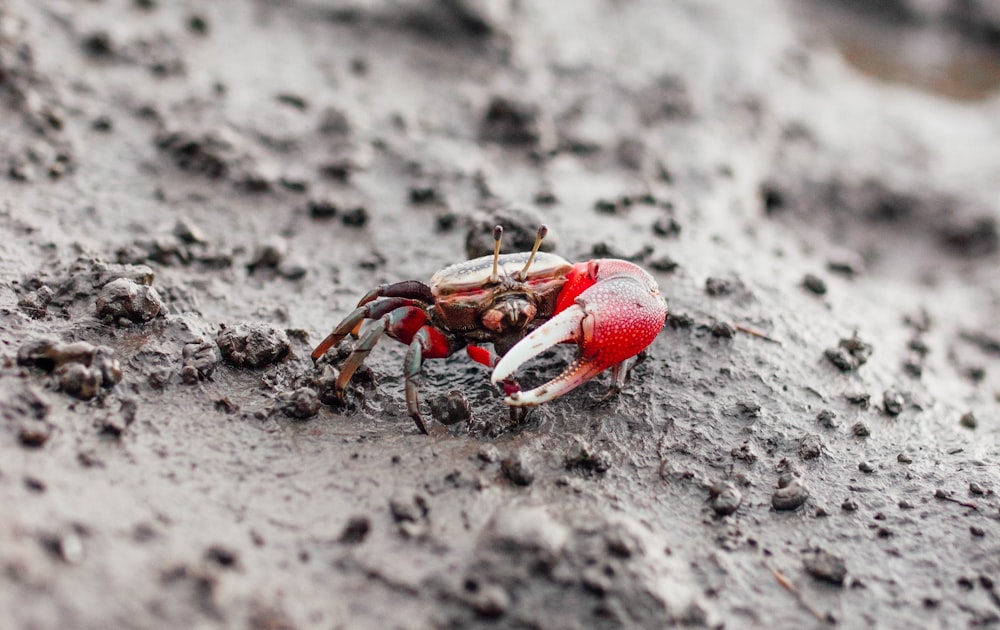 a red crab crawling in the sand