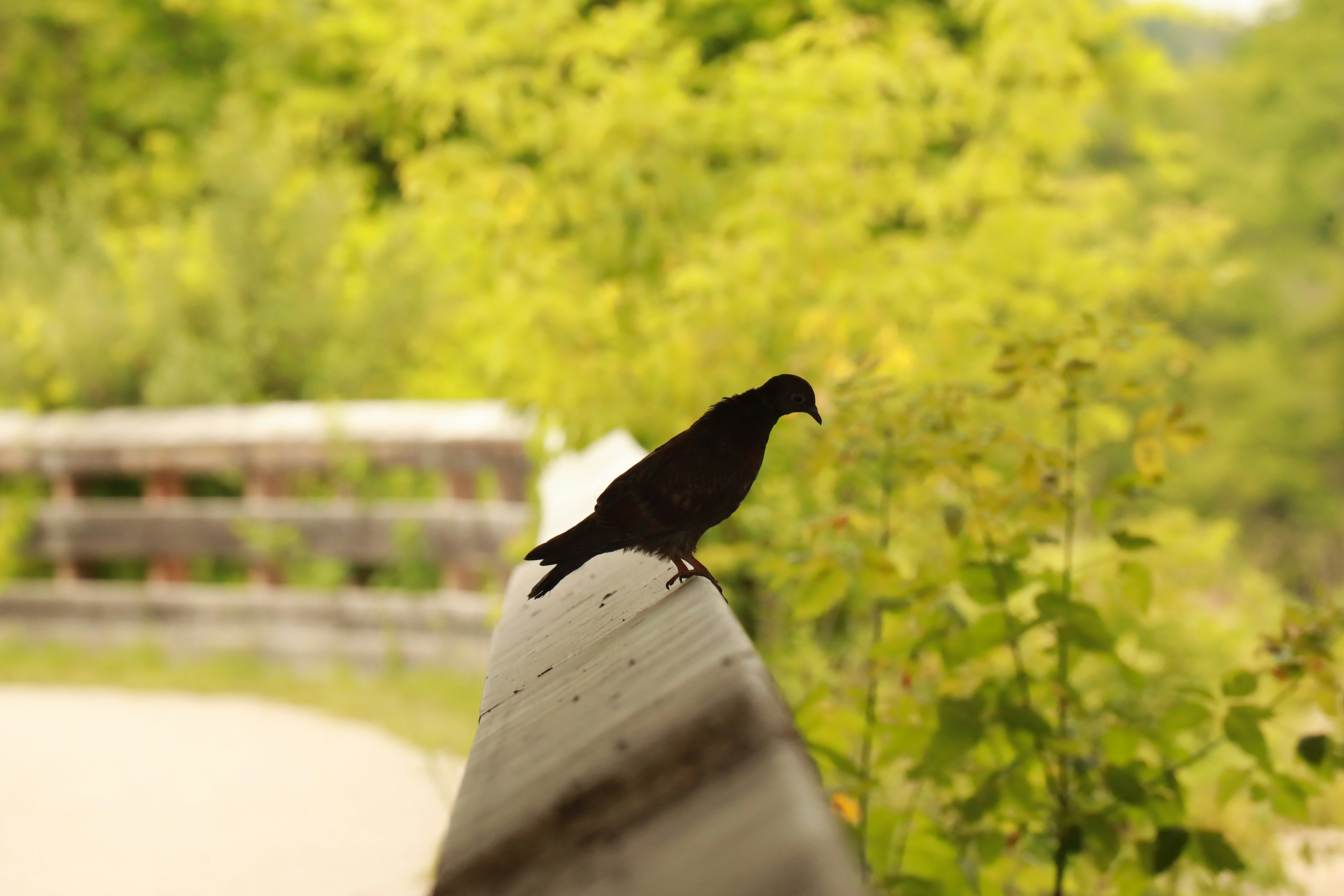 Photo by richardworks