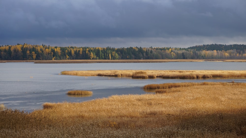 a large body of water surrounded by a forest