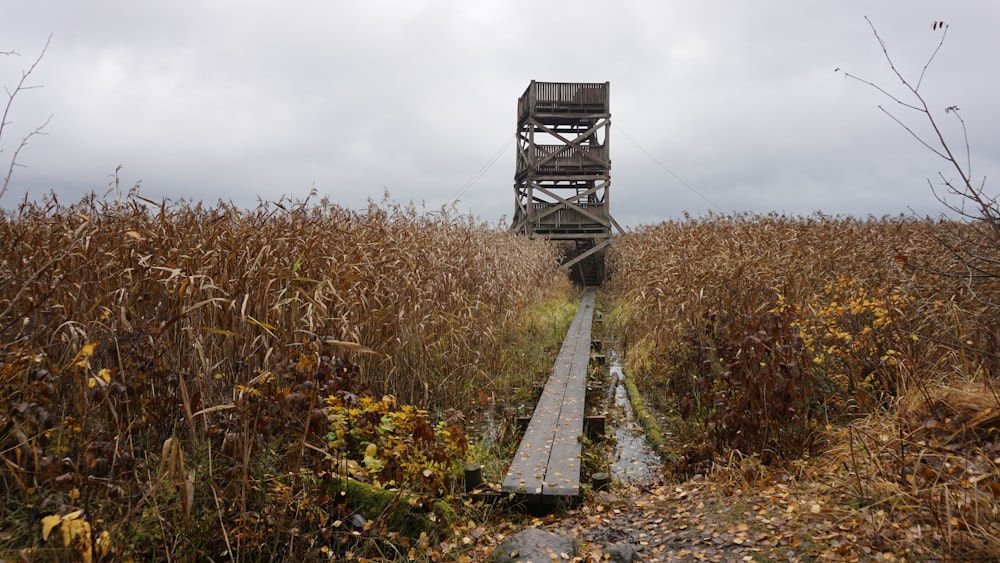 a wooden bridge in a field of tall grass