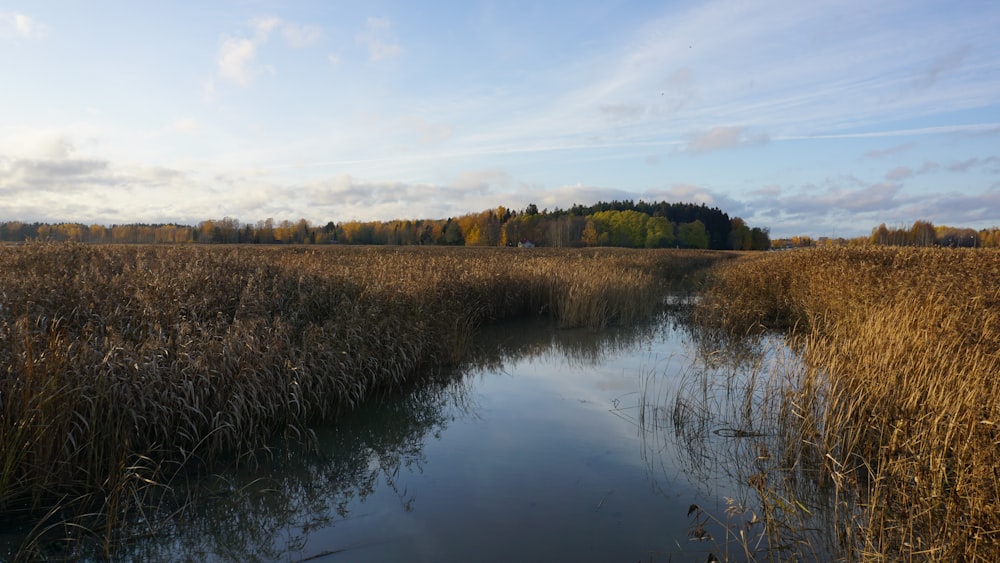 a body of water surrounded by tall grass