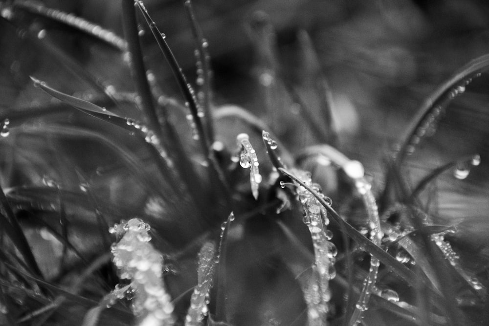 식물에 맺힌 물방울의 흑백 사진