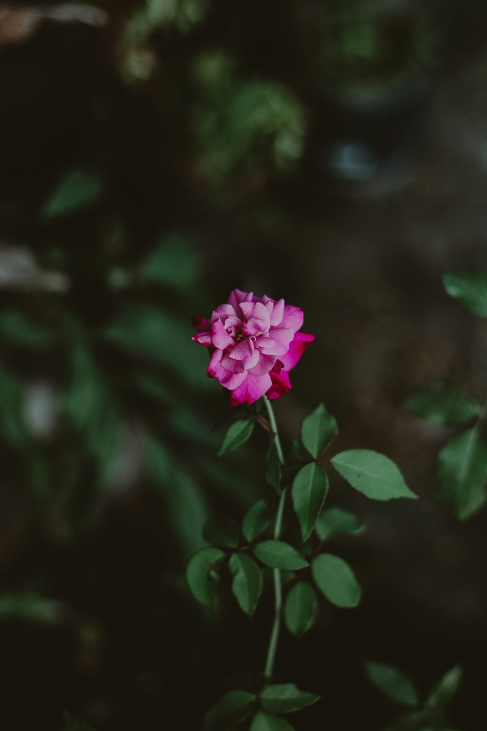 a single pink flower with green leaves in the background