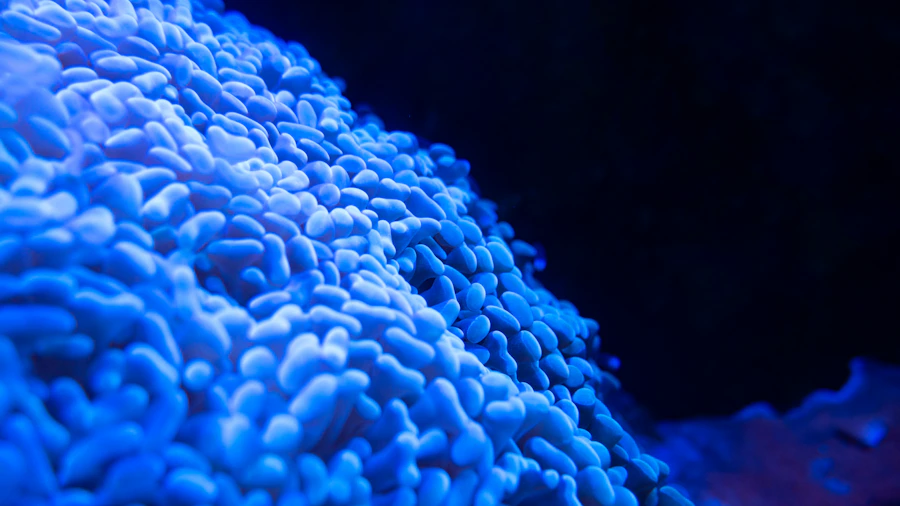 Acropora
