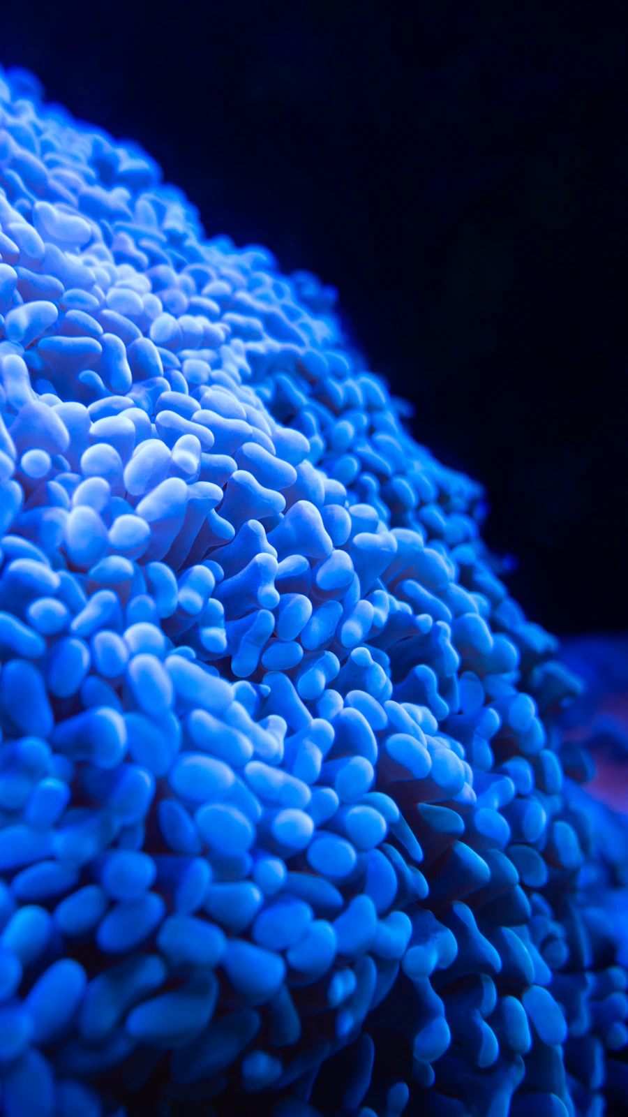 Ocellaris Clownfish