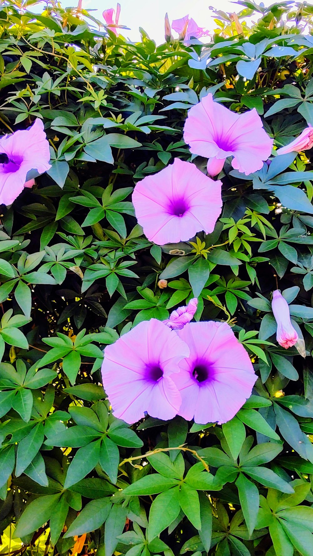 a bunch of flowers that are on a bush