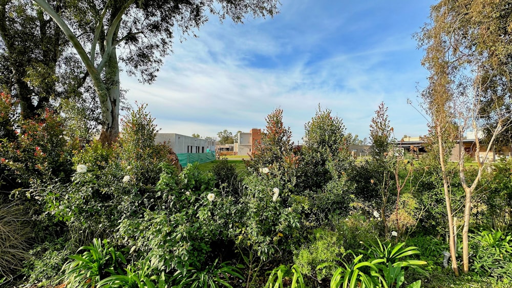 a lush green forest filled with lots of trees