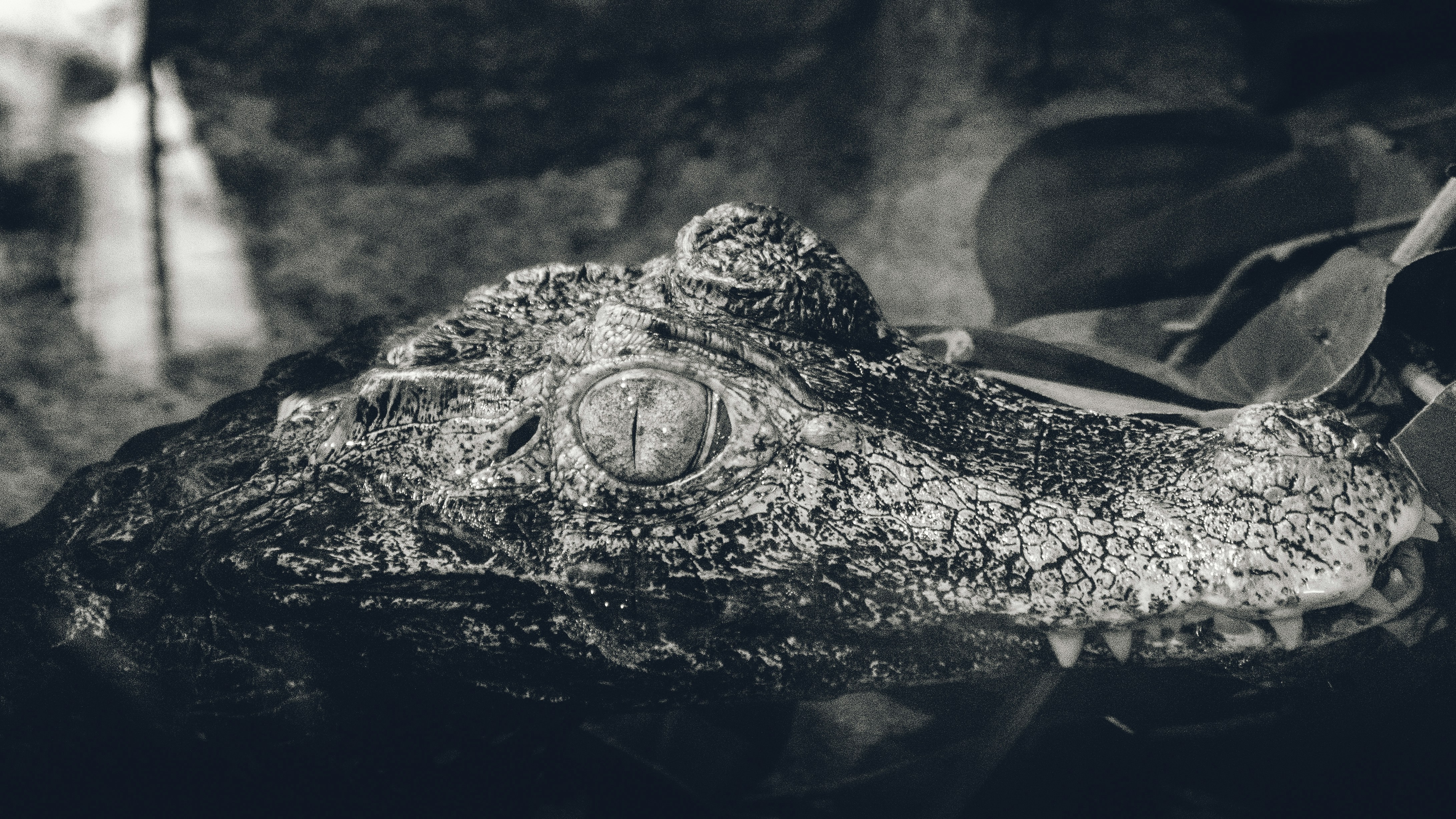 a black and white photo of an alligator's head