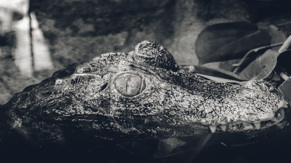 a black and white photo of an alligator's head