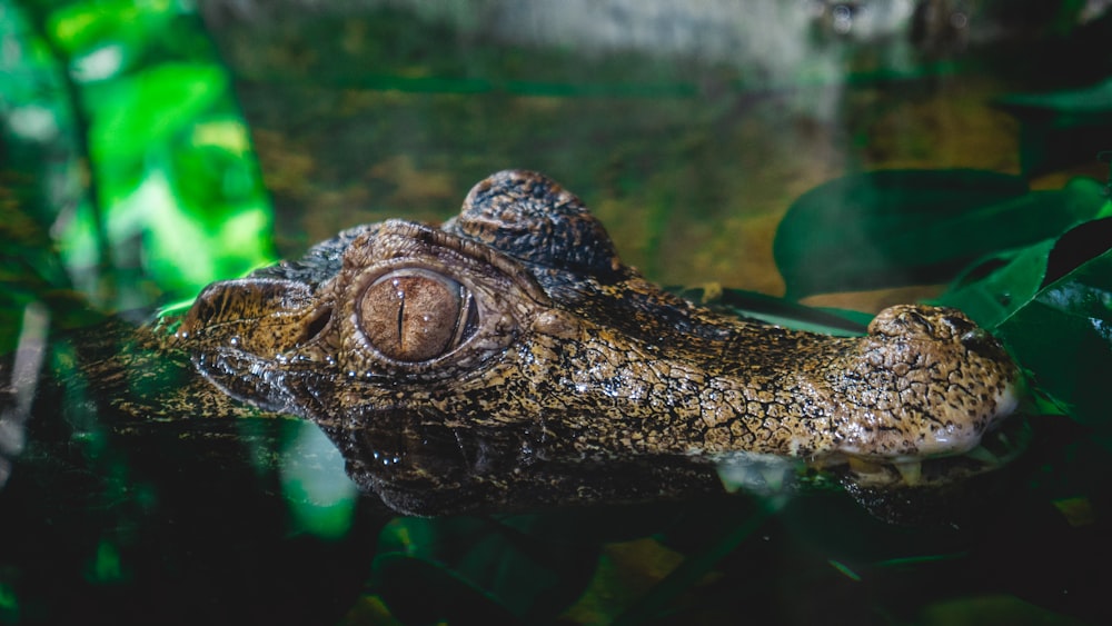 a close up of an alligator's head in the water