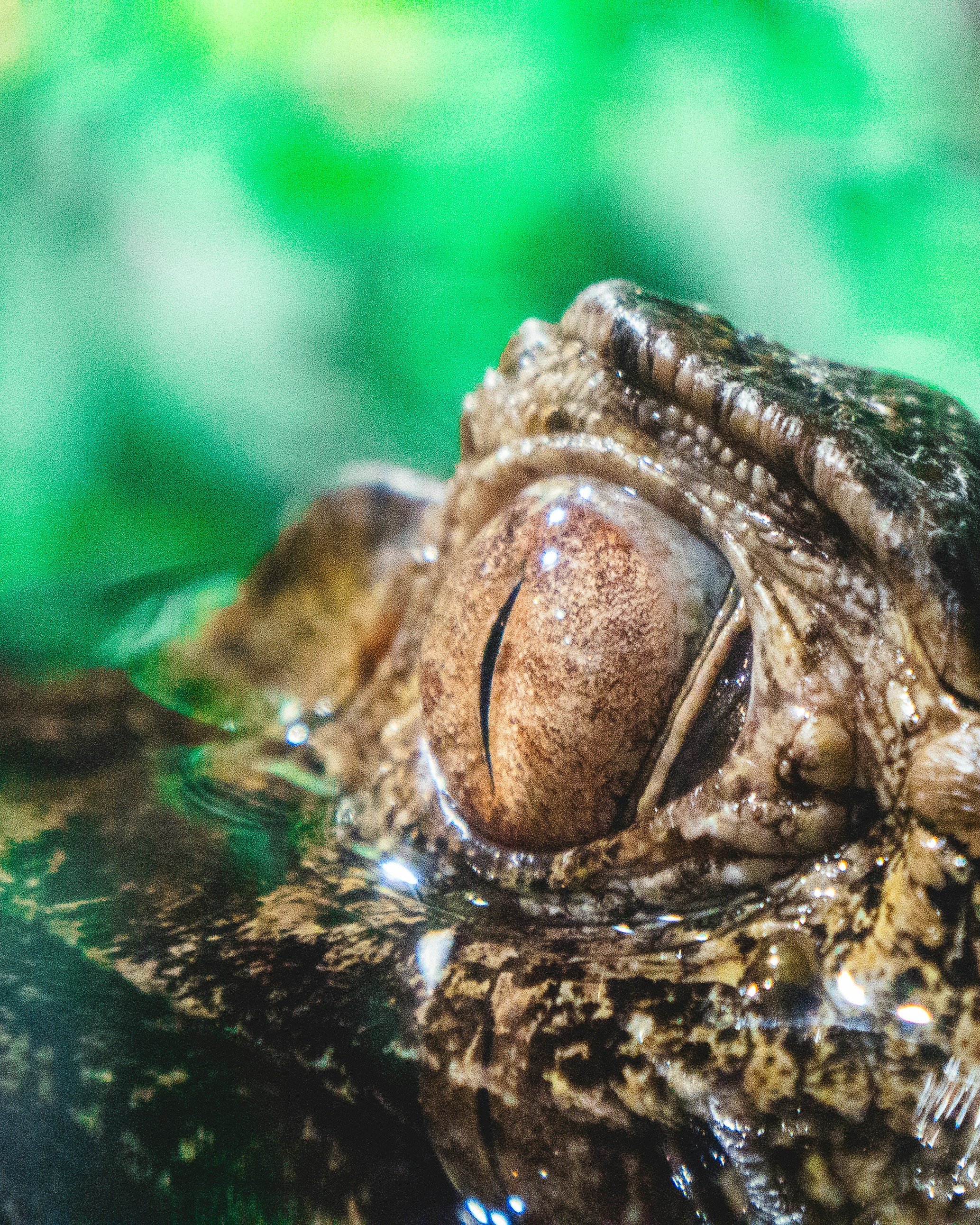 a close up of a frog's face with its eyes closed