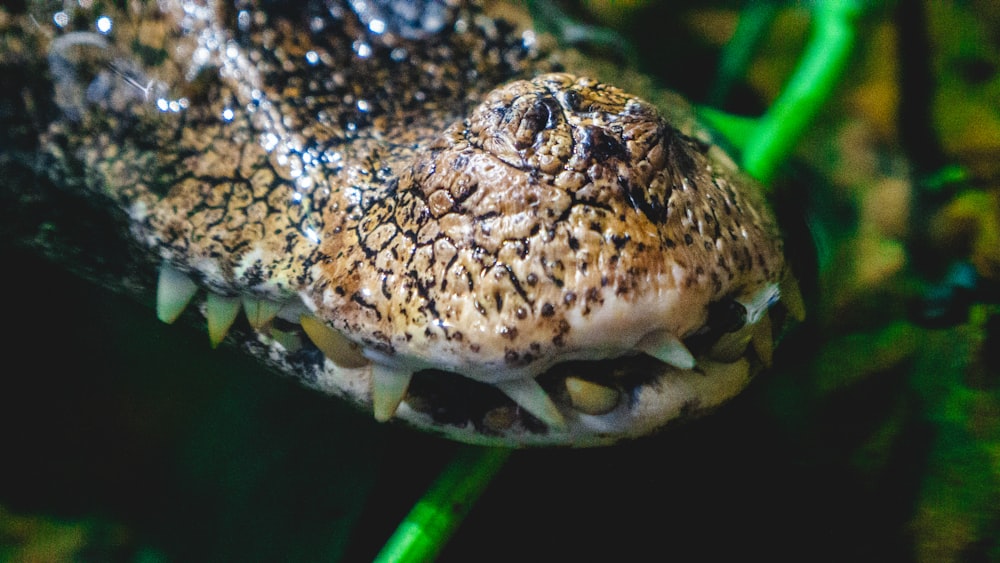 a close up of a large alligator's head