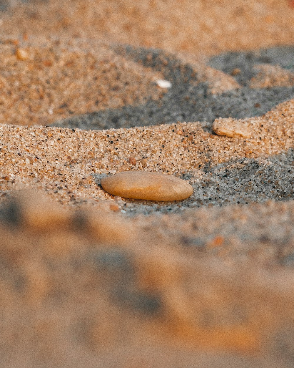 a bird is standing in the sand on the beach