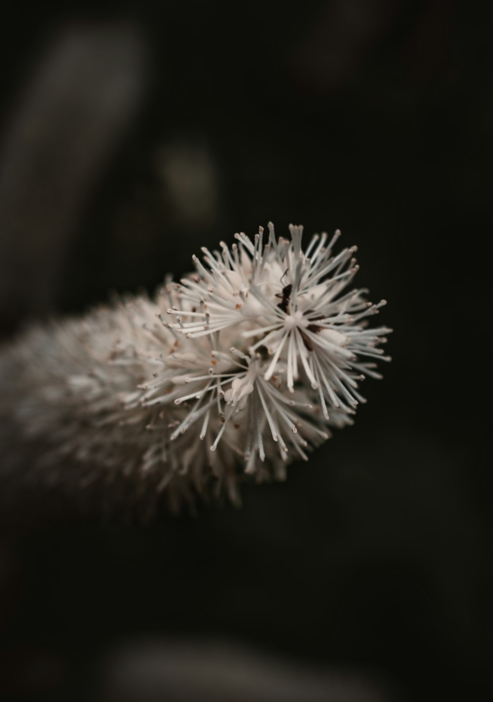 a close up of a white flower on a black background