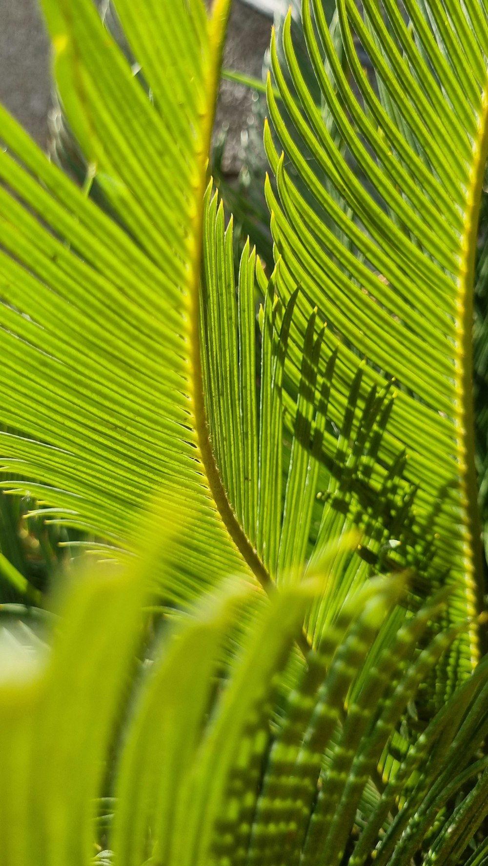 a close up of a green leaf on a plant