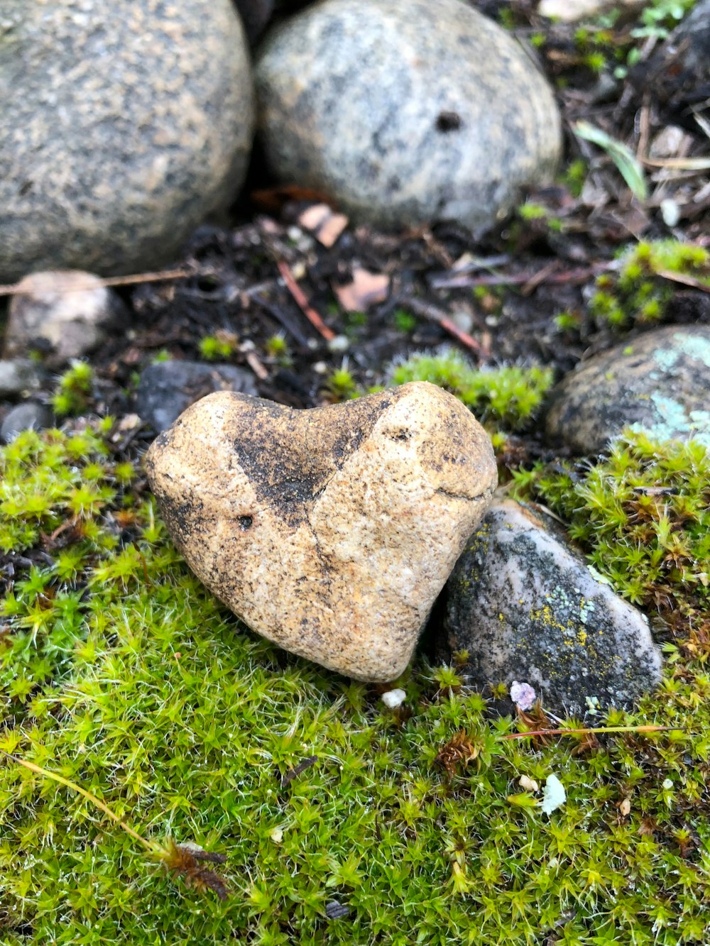 a heart shaped rock sitting on top of a moss covered ground