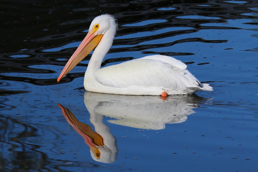 a white pelican is swimming in the water