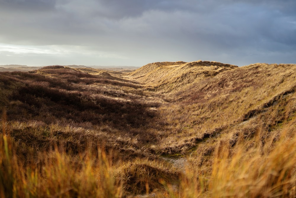 a grassy field with a hill in the background