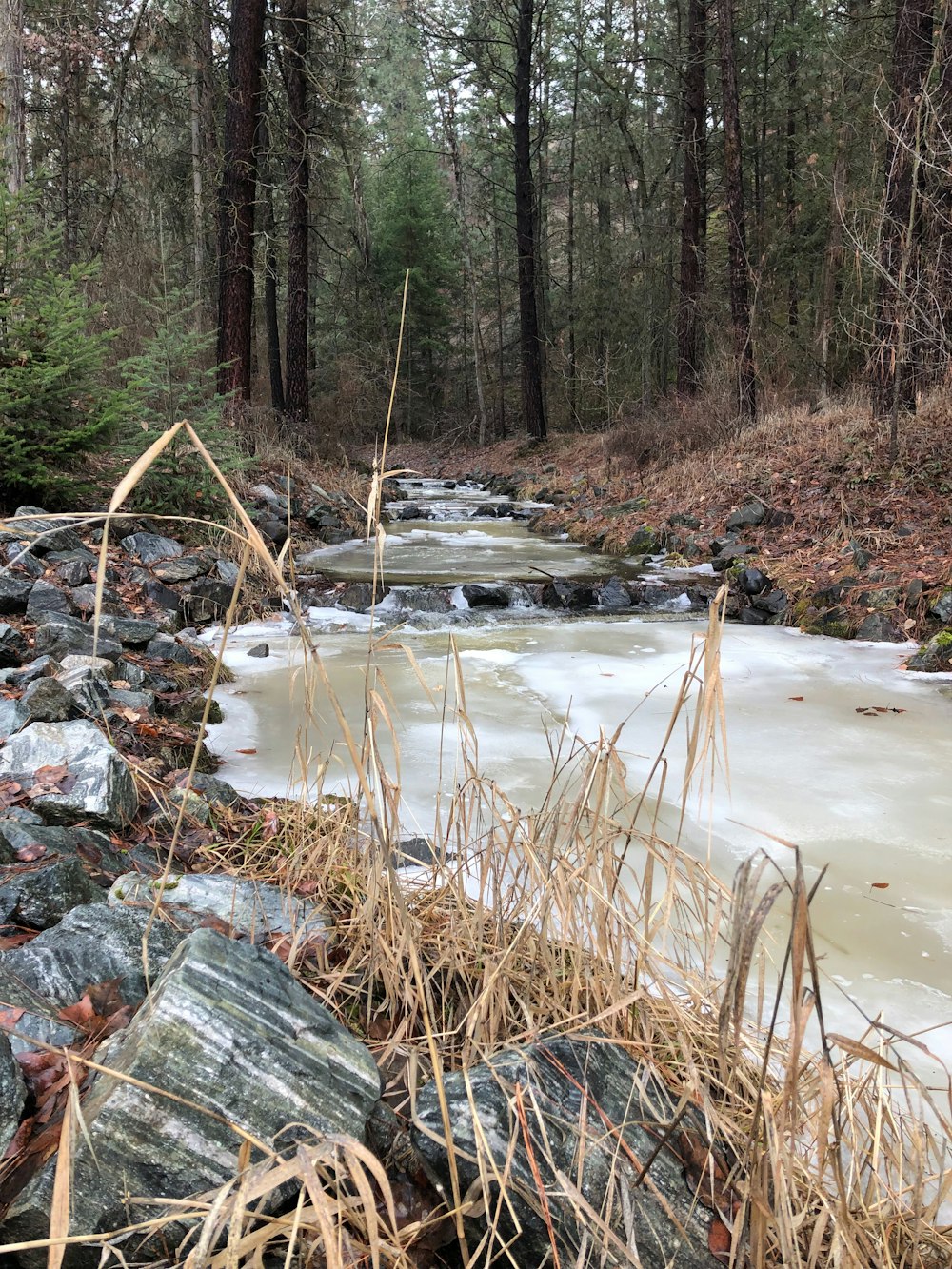 a river running through a forest filled with lots of ice