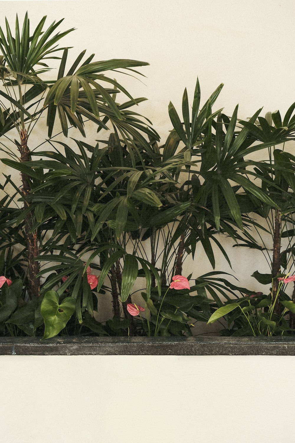 a cat sitting on a ledge in front of a plant