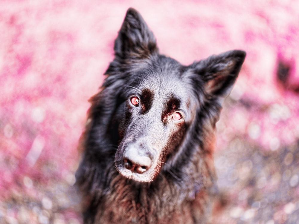 a close up of a dog looking at the camera