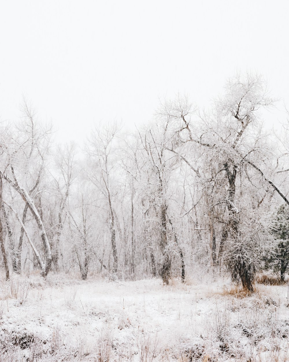 a snow covered field with trees in the background