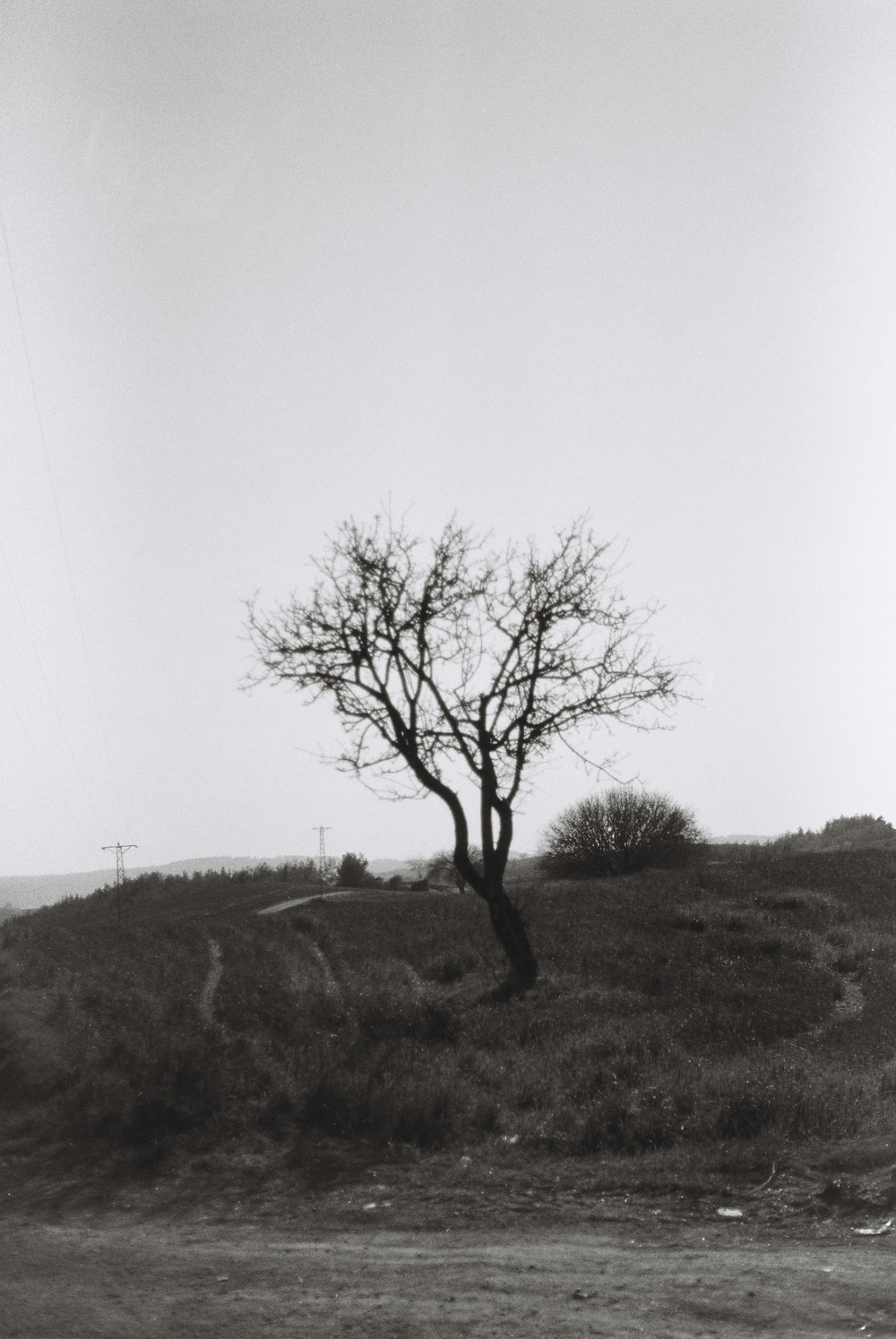 a black and white photo of a tree on a hill