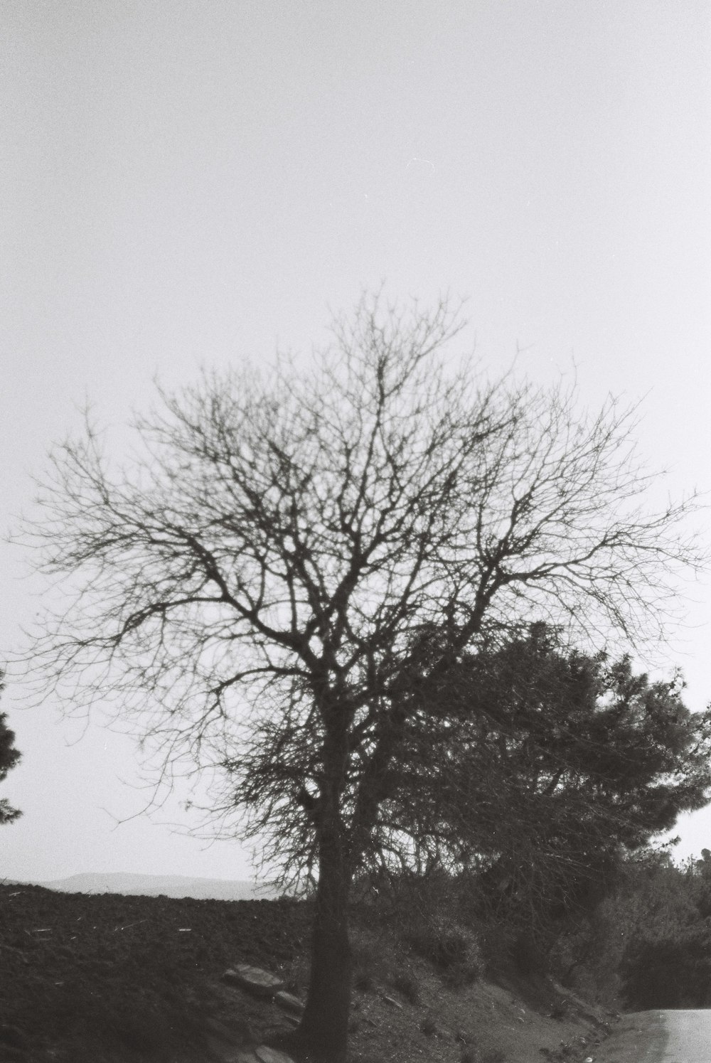 a black and white photo of a tree in the middle of a road
