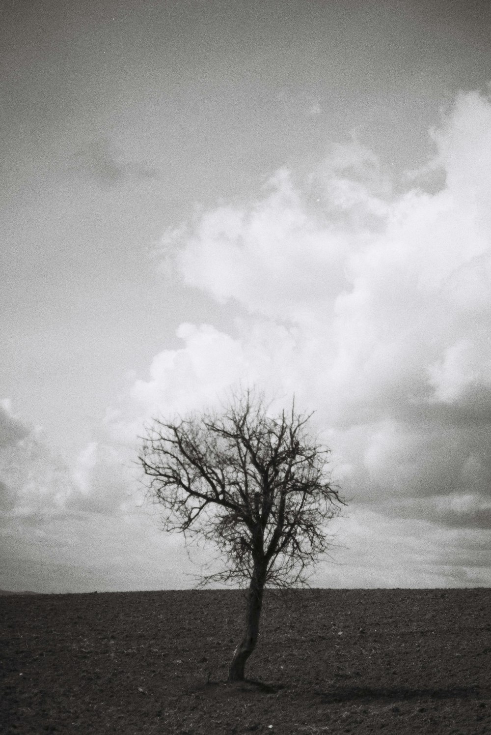 a lone tree stands alone in a barren field