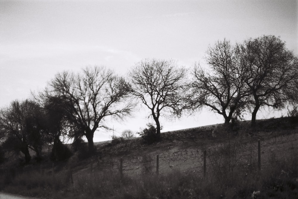 a black and white photo of trees on a hill