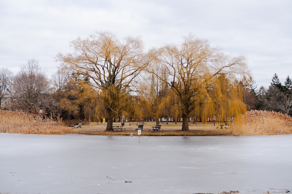 a frozen pond in a park with trees in the background