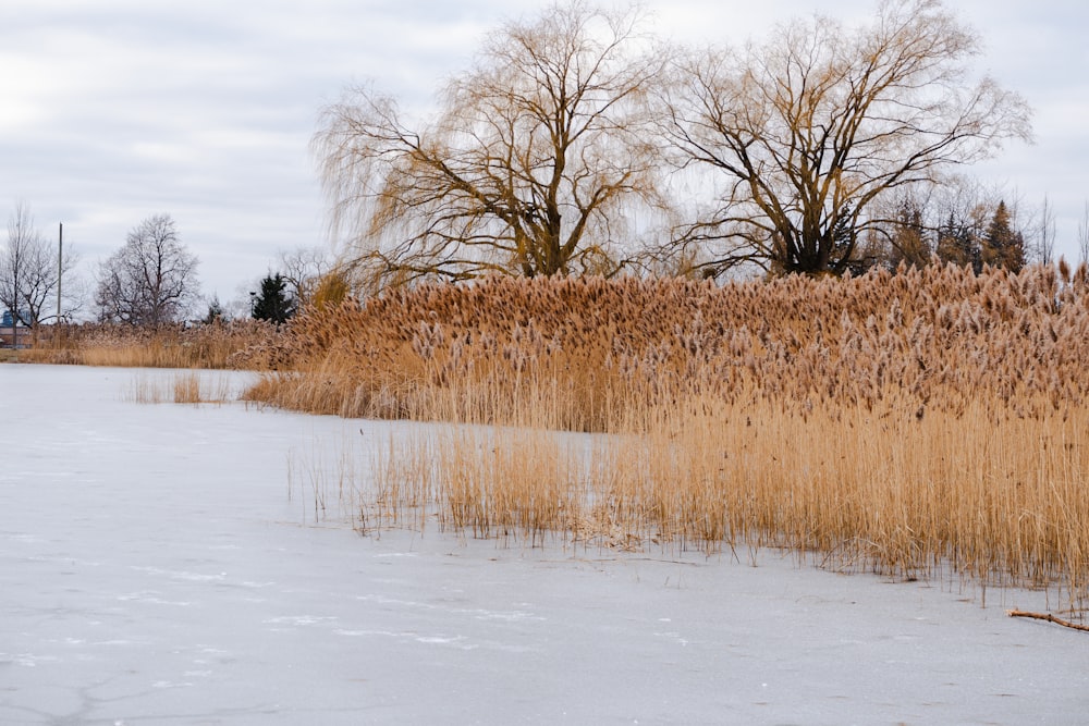 a frozen lake with trees in the background