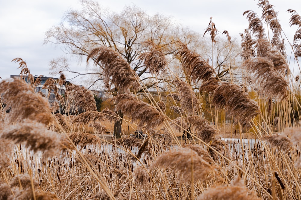 a bunch of tall dry grass next to a body of water
