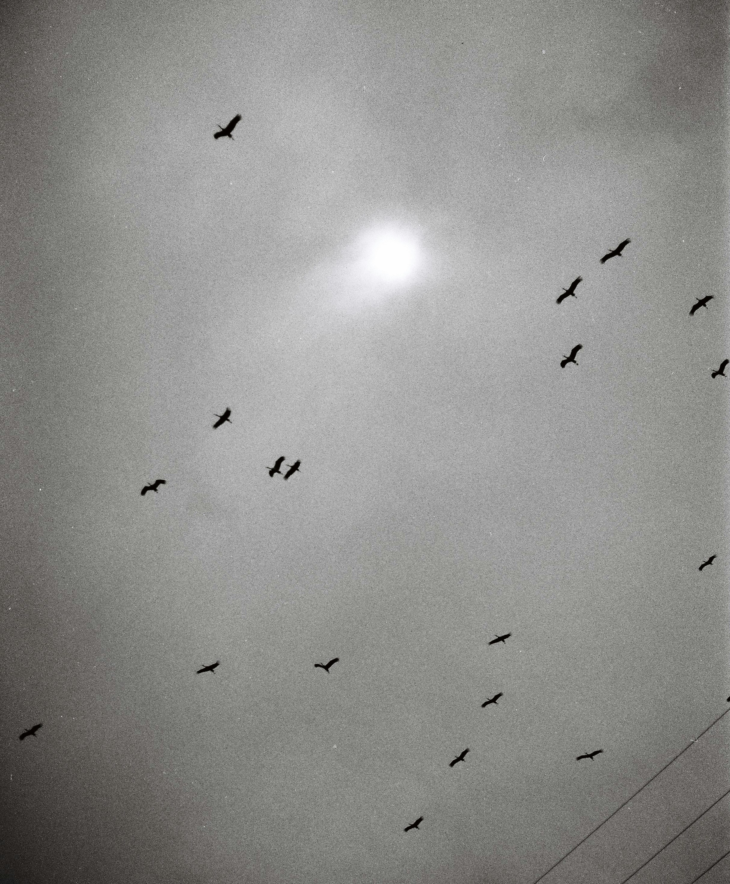 a flock of birds flying through a cloudy sky