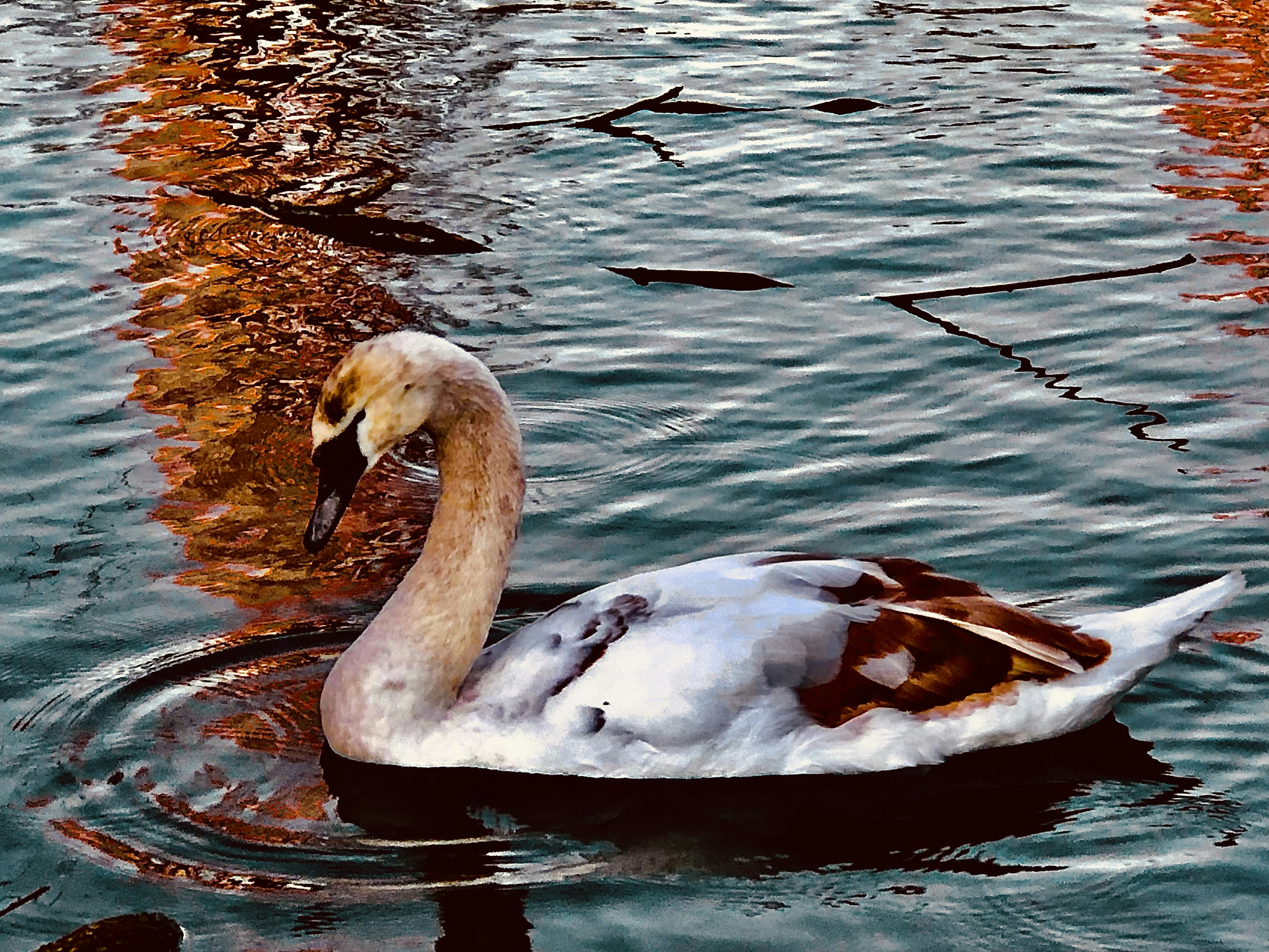 Colchester cityscape