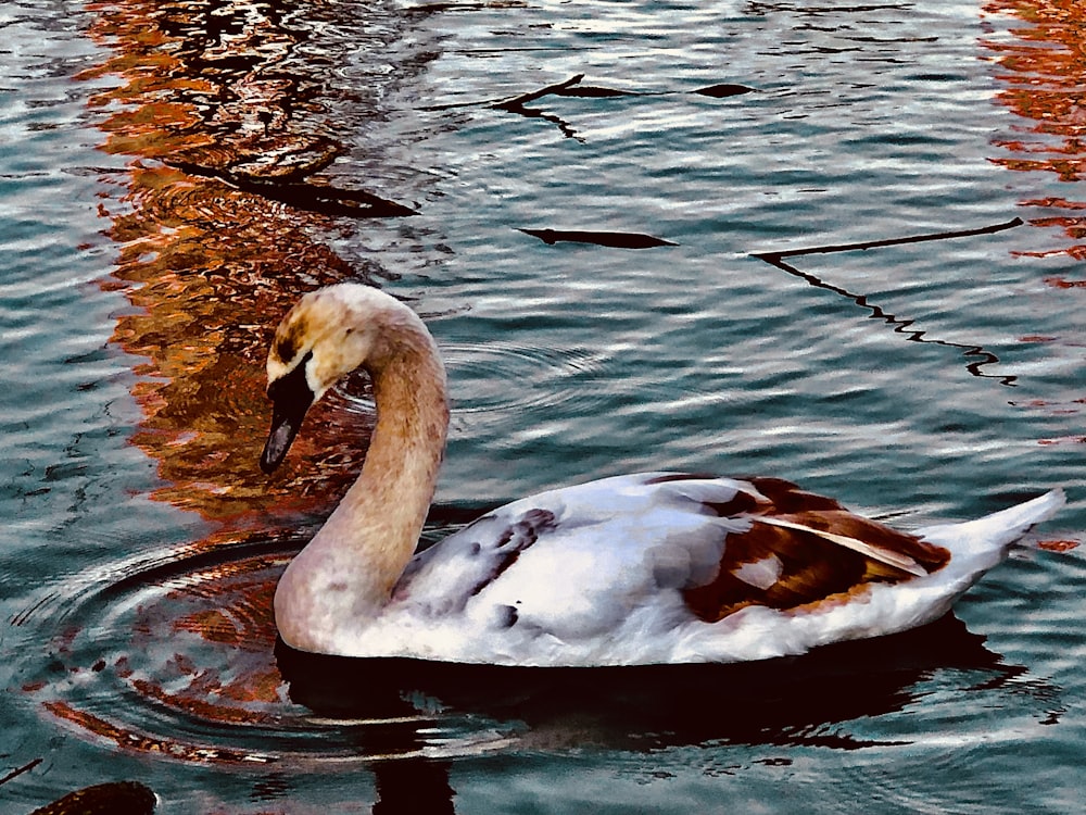 Un cigno nuota nell'acqua vicino alla riva