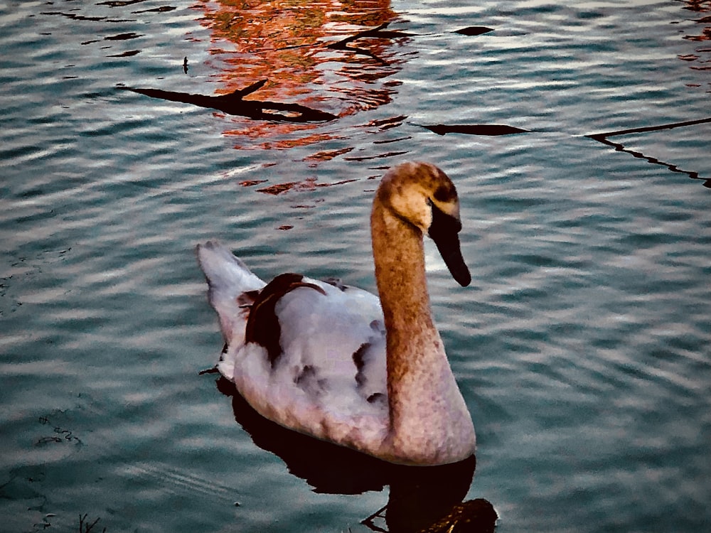 un pato flotando sobre un cuerpo de agua