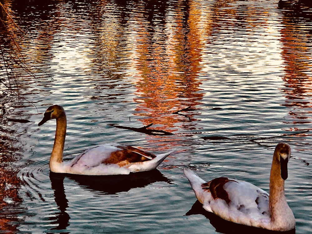 a couple of ducks floating on top of a lake