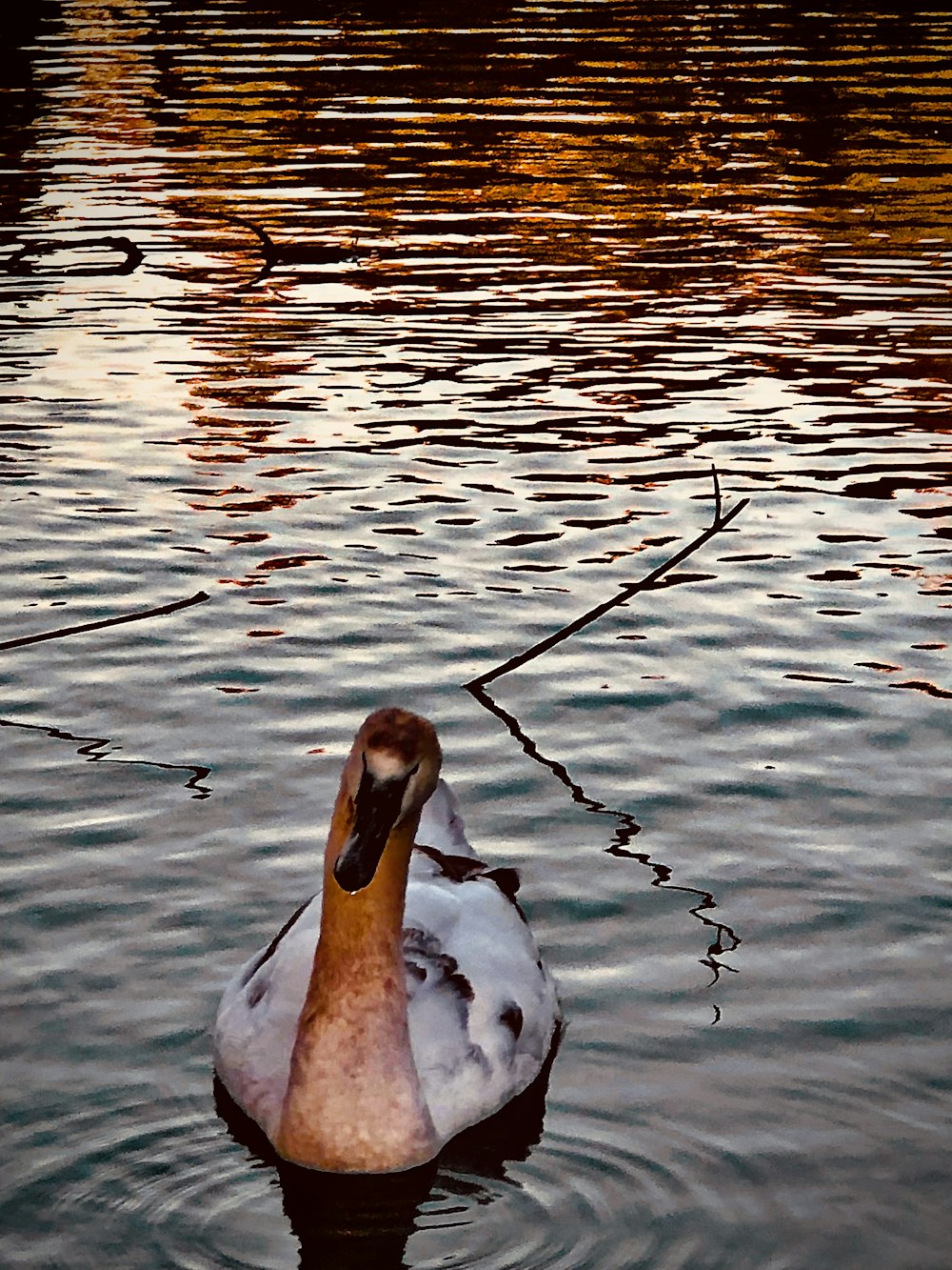 Un pato está nadando en el agua