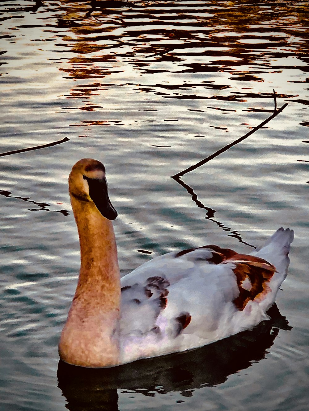 un pato flotando sobre un cuerpo de agua