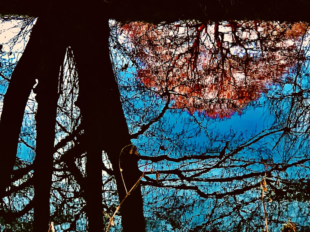 a reflection of a tree in a puddle of water