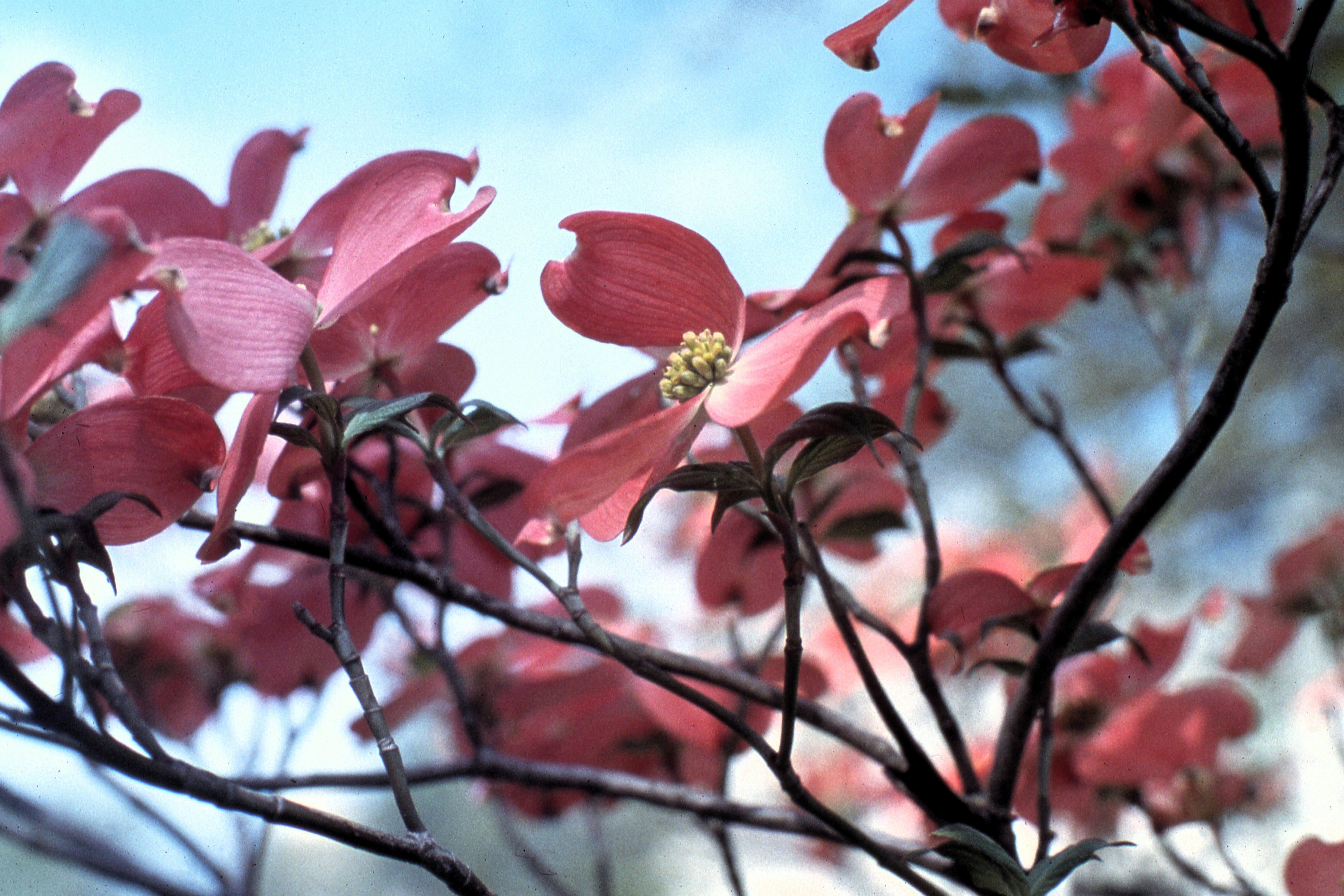 a close up of a tree with pink flowers
