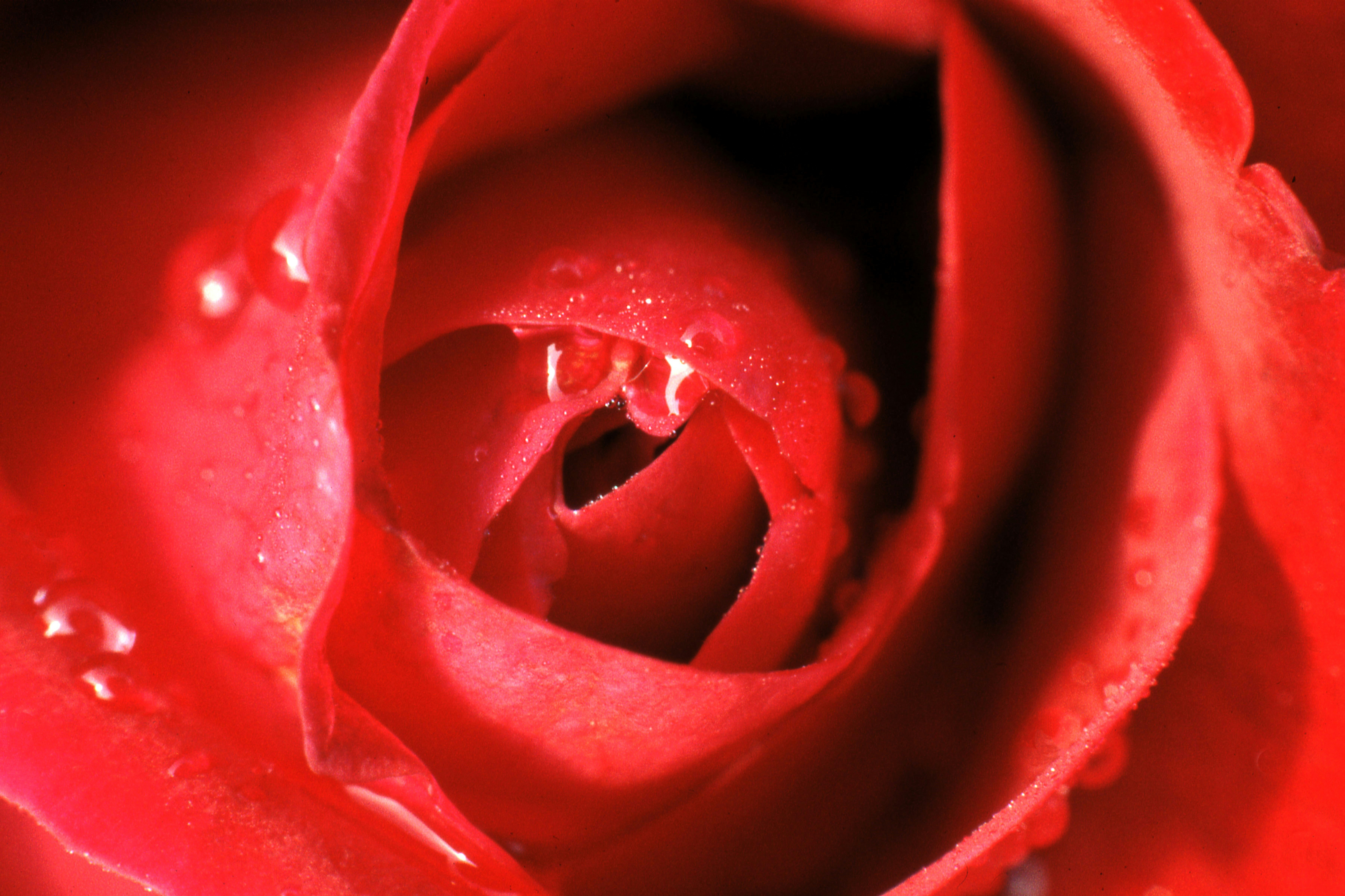 a close up of a red rose with water droplets