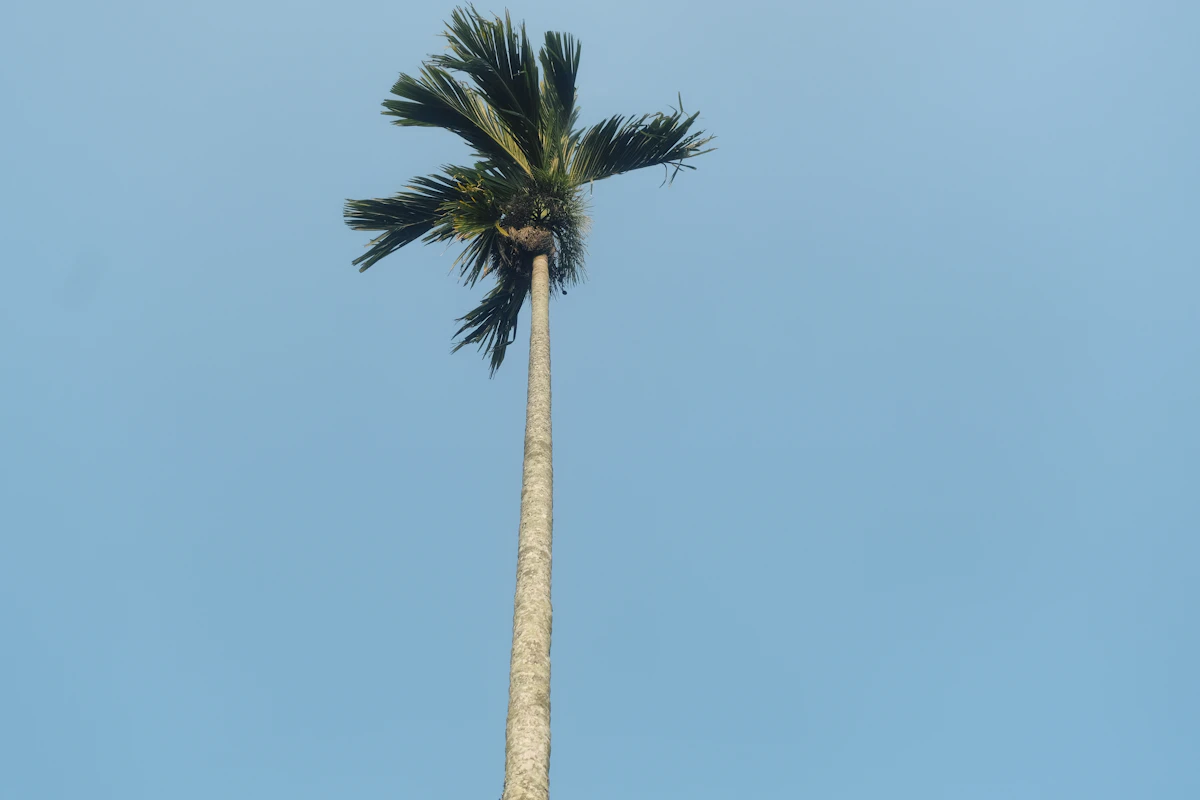 Windmill Palm Trachycarpus fortunei Cold Hardy Hill Station India — PlantCare