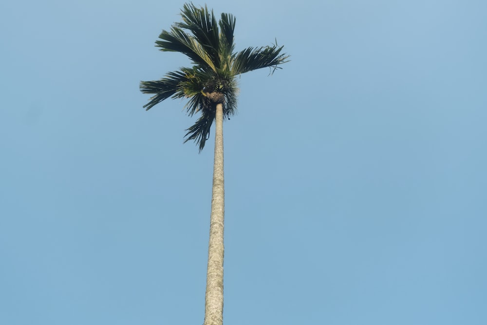 a tall palm tree with a blue sky in the background