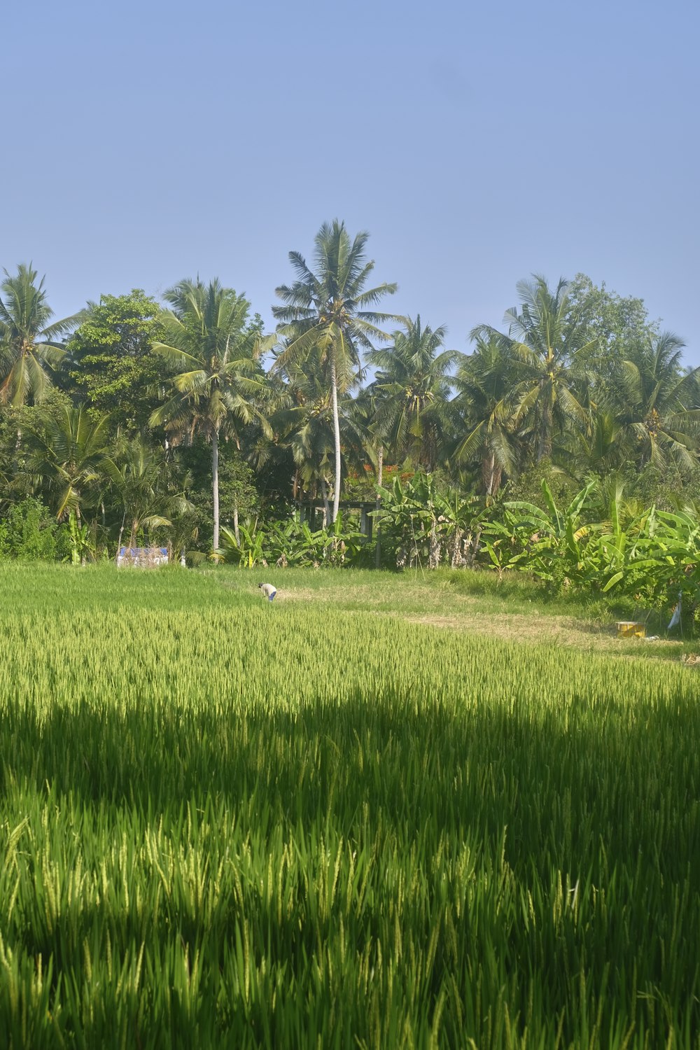 a lush green field with palm trees in the background