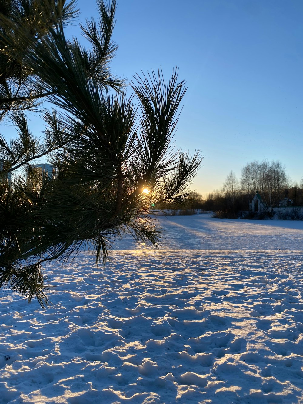a snow covered field with a pine tree in the foreground