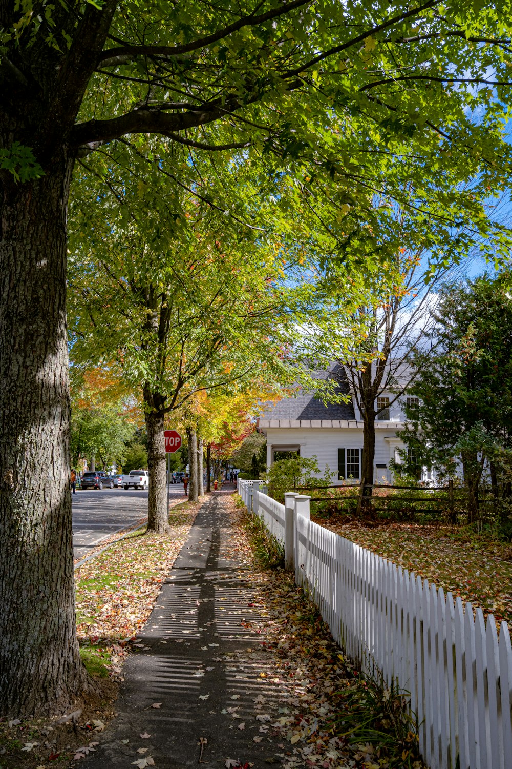 a white picket fence next to a tree