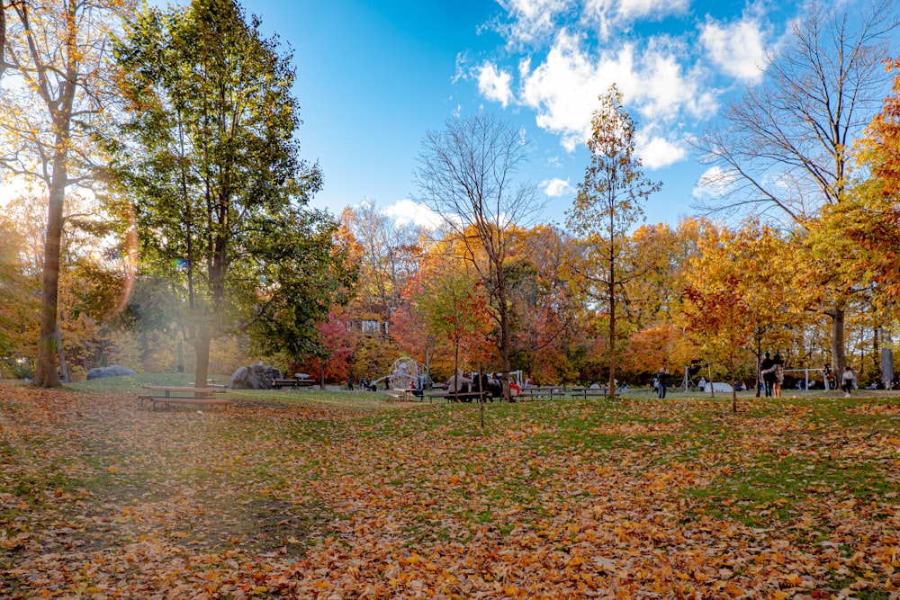 a park filled with lots of leaf covered ground