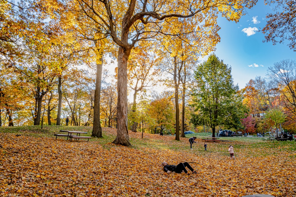 a couple of dogs walking through a park filled with leaves
